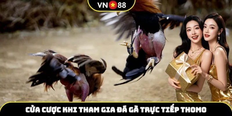 Cửa cược khi tham gia đá gà trực tiếp Thomo
