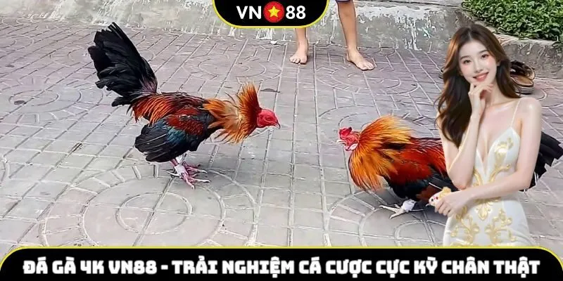đá gà 4k