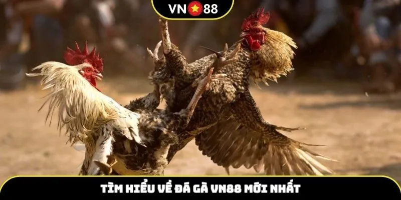 Giới thiệu Đá Gà VN88