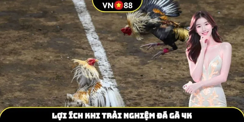 Lợi ích khi trải nghiệm đá gà 4k