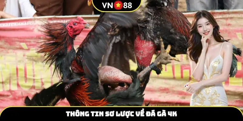 Thông tin sơ lược về đá gà 4k